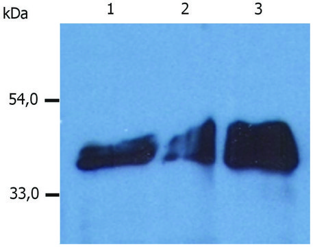 Monoclonal Anti-Cytokeratin 18 antibody produced in mouse clone DA-7