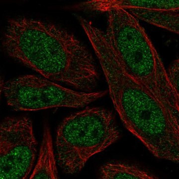 Anti-ERCC2 antibody produced in rabbit Prestige Antibodies&#174; Powered by Atlas Antibodies, affinity isolated antibody