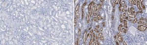 Anti-DIP2B Antibody, clone 2C8, ZooMAb® Rabbit Monoclonal recombinant, expressed in HEK 293 cells