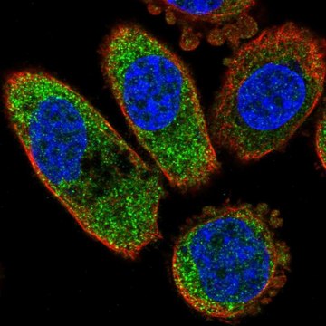 Anti-CSNK1A1 antibody produced in rabbit Prestige Antibodies&#174; Powered by Atlas Antibodies, affinity isolated antibody