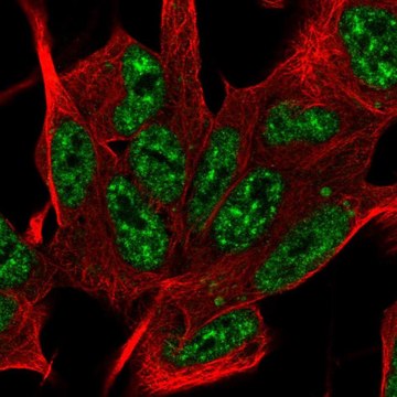 Anti-SYF2 antibody produced in rabbit Prestige Antibodies&#174; Powered by Atlas Antibodies, affinity isolated antibody