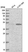 Anti-PWP1 antibody produced in rabbit Prestige Antibodies® Powered by Atlas Antibodies, affinity isolated antibody
