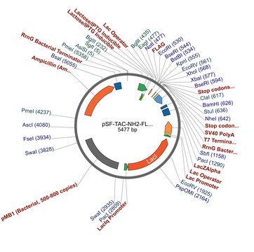 pSF-TAC-NH2-FLAG plasmid vector for molecular cloning