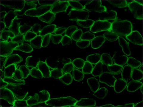 抗 层粘连蛋白-2（&#945;-2 链）抗体，大鼠单克隆 clone 4H8-2, purified from hybridoma cell culture