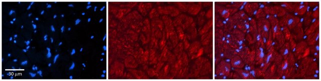 Anti-ZFP36L1 antibody produced in rabbit affinity isolated antibody