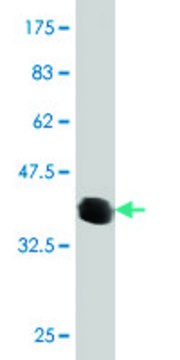 Monoclonal Anti-ATP6V0D2 antibody produced in mouse clone 7A4, purified immunoglobulin, buffered aqueous solution