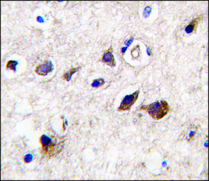 Anti-PKC&#947; (C-term) antibody produced in rabbit IgG fraction of antiserum, buffered aqueous solution