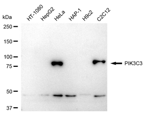 KD-Validated Anti PIK3C3 Antibody, clone 24GB1150, Rabbit Monoclonal clone 24GB1150, recombinant rabbit monoclonal, expressed in HEK293 cells