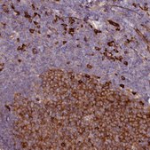 Anti-SPATS2 antibody produced in rabbit Prestige Antibodies® Powered by Atlas Antibodies, affinity isolated antibody, buffered aqueous glycerol solution
