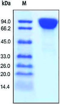 DPPIV/CD26(untagged) human recombinant, expressed in HEK 293 cells, &#8805;95% (SDS-PAGE)