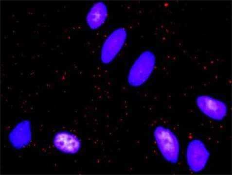 Monoclonal Anti-FOS antibody produced in mouse clone 2D11, purified immunoglobulin, buffered aqueous solution