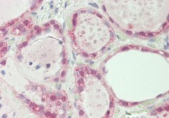 Anti-SPIN1 antibody produced in rabbit affinity isolated antibody