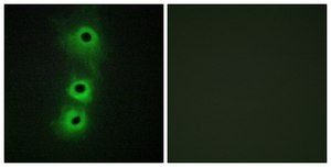 Anti-CDH8 antibody produced in rabbit affinity isolated antibody