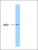 Anti-HOXA10 antibody produced in rabbit IgG fraction of antiserum