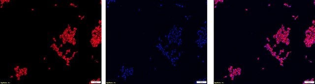 Yeast FISH probe-Cy3 Probe for fluorescence in situ hybridization (FISH), 20&#181;M in water