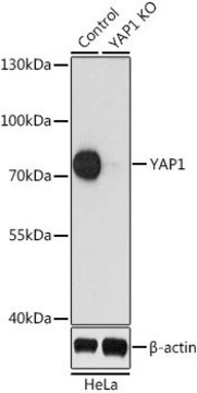 Anti-YAP1 antibody produced in rabbit