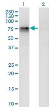 Monoclonal Anti-CBFA2T2 antibody produced in mouse clone 3A2, purified immunoglobulin, buffered aqueous solution