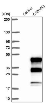 抗-C12orf43 兔抗 Prestige Antibodies&#174; Powered by Atlas Antibodies, affinity isolated antibody, buffered aqueous glycerol solution