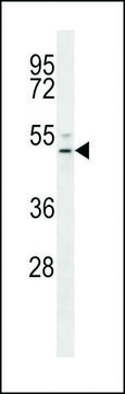 ANTI-EDG6(N-TERMINAL) antibody produced in rabbit affinity isolated antibody, buffered aqueous solution