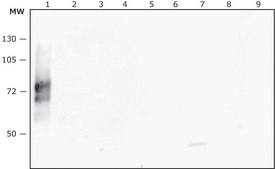 Anti-Proteus mirabilis LPS antibody, Mouse monoclonal clone PMIR174, purified from hybridoma cell culture