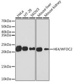 Anti-HE4/WFDC2 antibody produced in rabbit