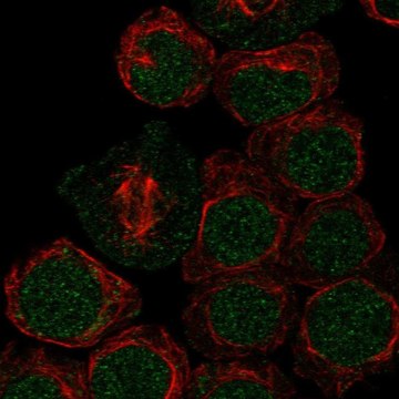 Anti-Arid2 Antibody Produced In Rabbit Prestige Antibodies&#174; Powered by Atlas Antibodies, affinity isolated antibody, buffered aqueous glycerol solution