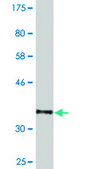 Monoclonal Anti-NXF3, (N-terminal) antibody produced in mouse clone 2C7, purified immunoglobulin, buffered aqueous solution