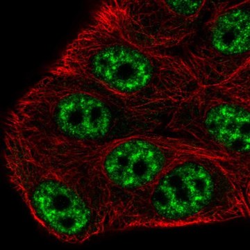 Anti-SPTSSB antibody produced in rabbit Prestige Antibodies&#174; Powered by Atlas Antibodies, affinity isolated antibody