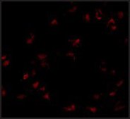 Anti-GNPDA1 antibody produced in rabbit affinity isolated antibody, buffered aqueous solution