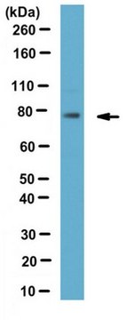 Anti-SUN2 Antibody from rabbit, purified by affinity chromatography