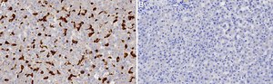 Anti-CD163 Antibody, clone 1D3 ZooMAb® Rabbit Monoclonal recombinant, expressed in HEK 293 cells