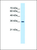 Anti-MAS1 (AB2) antibody produced in rabbit IgG fraction of antiserum
