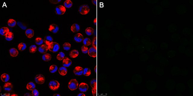 抗-甲型流感病毒抗体，核蛋白，克隆A1、A3混合物 ascites fluid, Chemicon&#174;, from mouse