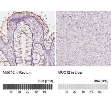 Anti-MUC12 antibody produced in rabbit Prestige Antibodies&#174; Powered by Atlas Antibodies, affinity isolated antibody, buffered aqueous glycerol solution