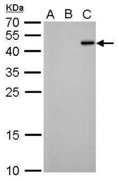 Monoclonal Anti-RFP antibody produced in mouse clone GT1433, affinity isolated antibody