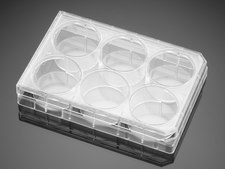 Corning® Primaria Cell Culture Plate size 6 wells
