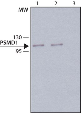 Monoclonal Anti-PSMD1 antibody produced in mouse ~1.0&#160;mg/mL, clone PSMD1-16, purified immunoglobulin