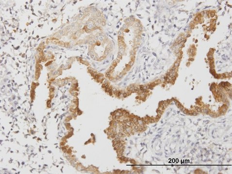 Monoclonal Anti-ANXA4 antibody produced in mouse clone 1D3, purified immunoglobulin, buffered aqueous solution