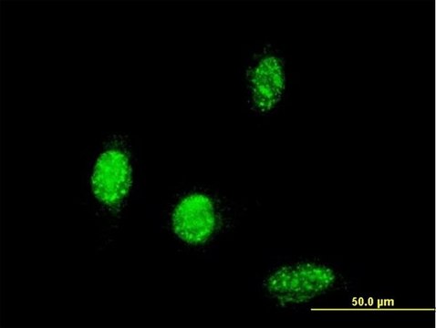 Monoclonal Anti-TBX6 antibody produced in mouse clone 2D11, purified immunoglobulin, buffered aqueous solution