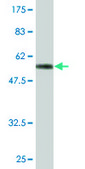 Monoclonal Anti-IL1B antibody produced in mouse clone 2E8, purified immunoglobulin, buffered aqueous solution