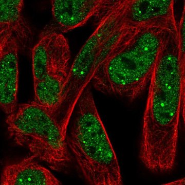 Anti-NPAT antibody produced in rabbit Prestige Antibodies&#174; Powered by Atlas Antibodies, affinity isolated antibody