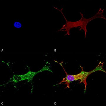 Monoclonal Anti-Glun2A/Nr2A antibody produced in mouse clone S327A-38, purified immunoglobulin