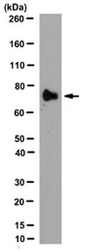 Anti-MMP-9 (Active) Antibody, clone 4A3 clone 4A3, from mouse