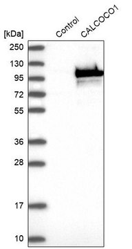 Anti-CALCOCO1 antibody produced in rabbit Prestige Antibodies&#174; Powered by Atlas Antibodies, affinity isolated antibody, buffered aqueous glycerol solution