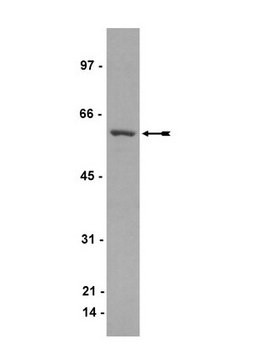 Anti-CRMP1 Antibody, clone Y21 ascites fluid, clone Y21, Upstate&#174;