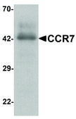 Anti-CCR7 antibody produced in rabbit affinity isolated antibody