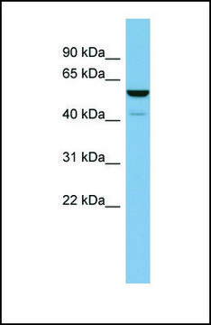 Anti-LAP3, (N-terminal) antibody produced in rabbit affinity isolated antibody