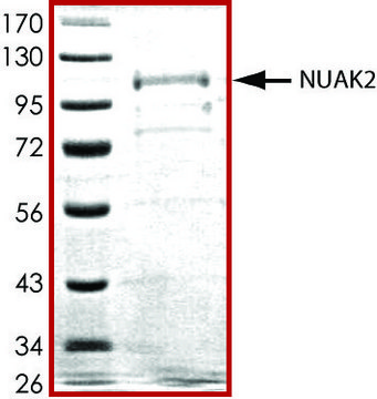 NUAK2, active, GST tagged human PRECISIO&#174; Kinase, recombinant, expressed in baculovirus infected Sf9 cells, &#8805;70% (SDS-PAGE), buffered aqueous glycerol solution