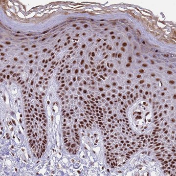 Anti-THOC2 antibody produced in rabbit Prestige Antibodies&#174; Powered by Atlas Antibodies, affinity isolated antibody, buffered aqueous glycerol solution