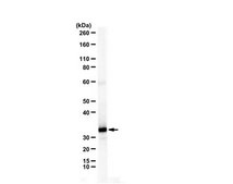 Anti-CHMP3 serum, from rabbit